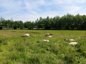 Afbeelding invoegen